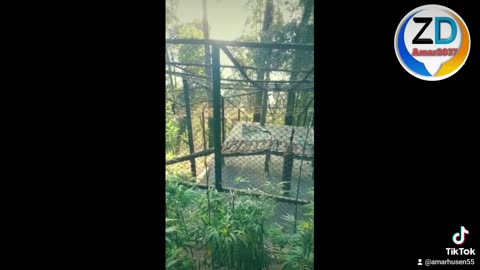 India Darjeeling zoo
