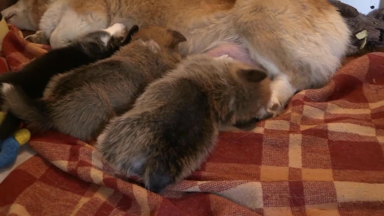 Corgi puppies suck milk