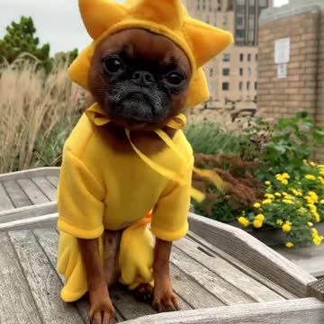 Be the sunshine like smart, sassy, snuggly ☀️ ⁣