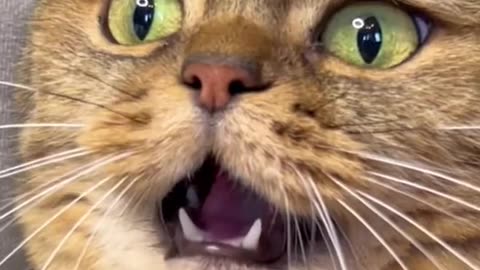 Funny cat 🤣😂 #cat #catfunny #funnycats #funnycat #catsoftiktok #catslovers