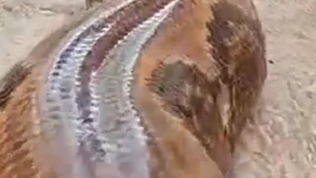 Snake snake snake snake