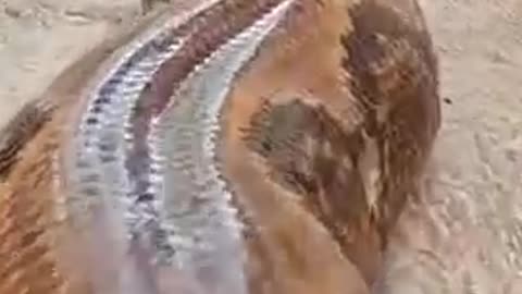 Snake snake snake snake