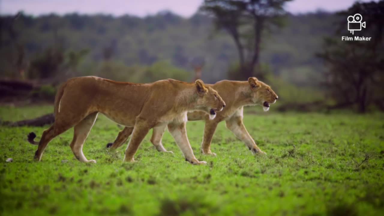 lions is different moment