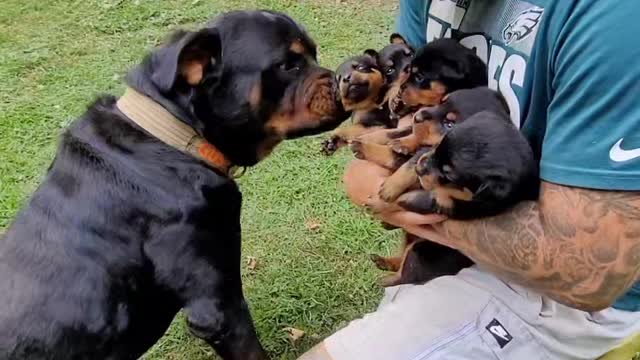 Dady Dog meet his baby boys for the first time