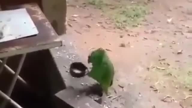 Papagaio tocando e cantando kkkk