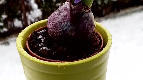 Spring life beginning