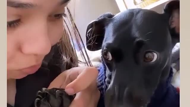 Dog wants cookie and makes a face