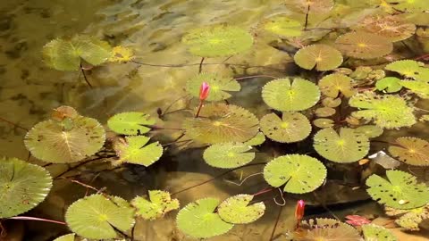 Water flowing below plants