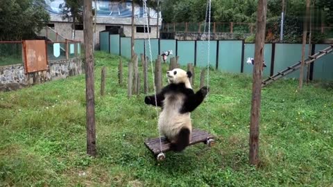 FUNNY PANDAS Fun, Pranks, Jokes, Humor