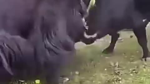 Mighty Yak Vs Bull The Ox FIGHTING