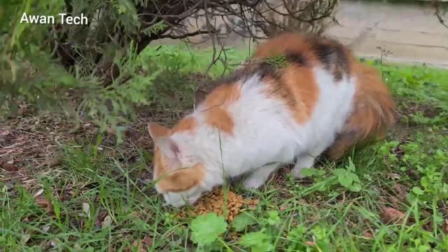 Poor Street Cat hiding under trees to protect from rain