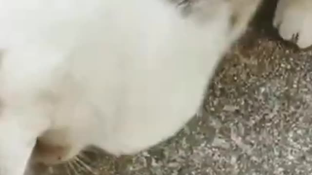 cute cat funny video best clip