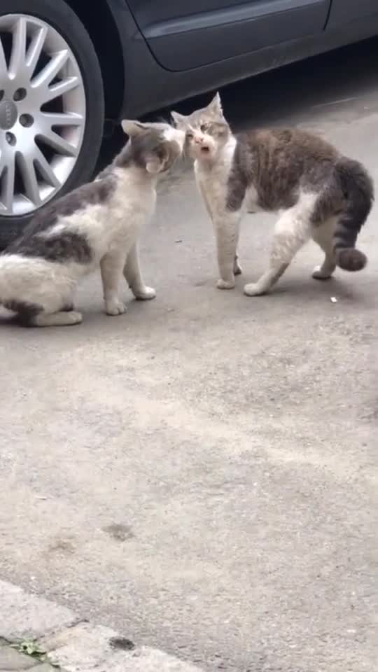 This is a very funny video. Everyone watches the pillz video🤣😂😂🤣😅