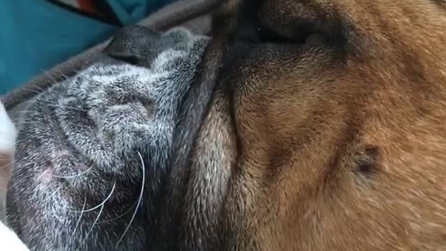Brown english bulldog asleep on sofa