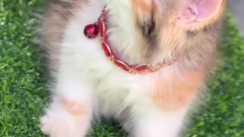 Cat video Playing Beautifull cat video-funny cat video