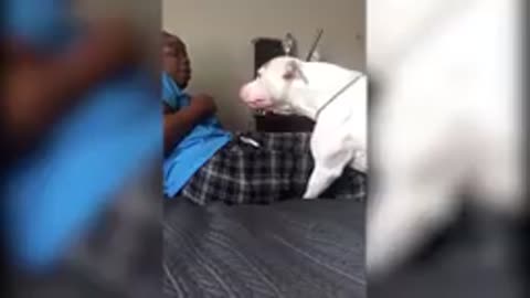 Pitbull vexation