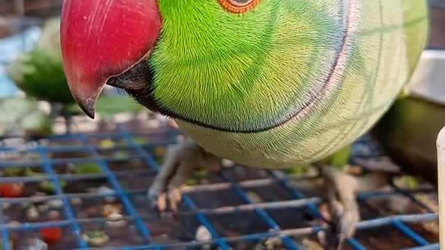 My parrot show mobile and reacts