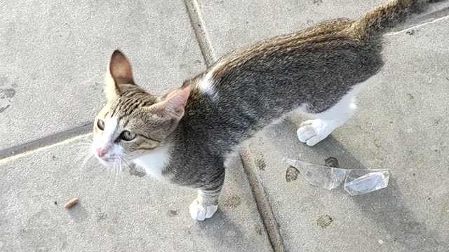 Beautiful Cat