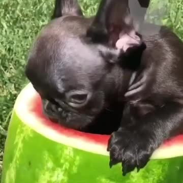 Breakfast of the champions 🍉 #frenchie