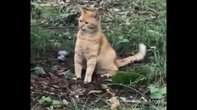 Funniest Animals 🐧 - Funny animal videos can't help but laugh 2021