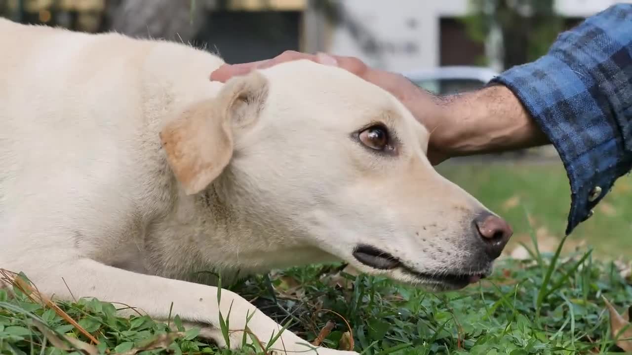 Seeing eye dogs know how to cross the street.