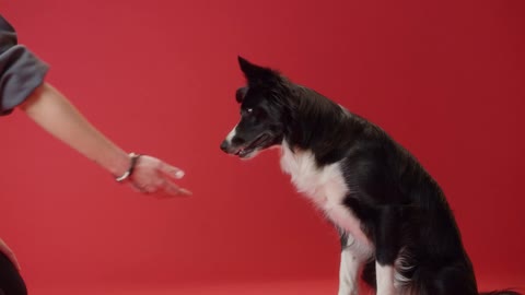 Smart dog - A border collie doing tricks