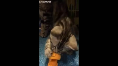 Cats and kittens and their funny pranks