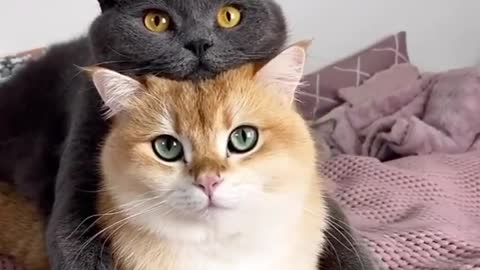 Cute cats