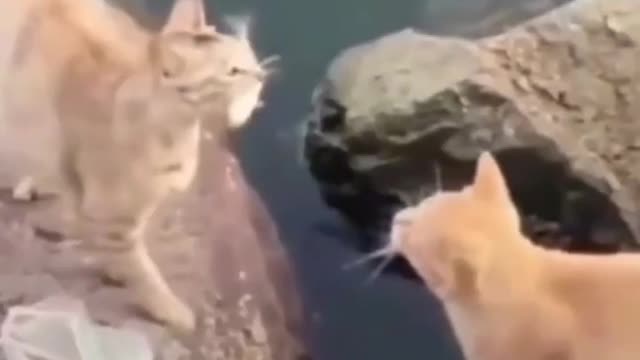 This is a beautiful and charming water-dwelling species