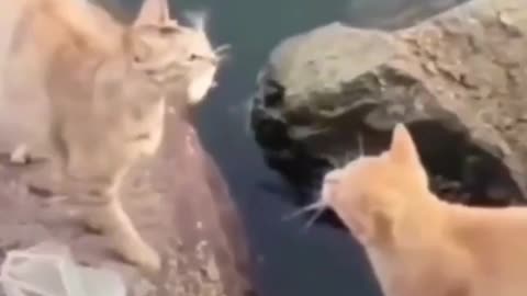 This is a beautiful and charming water-dwelling species