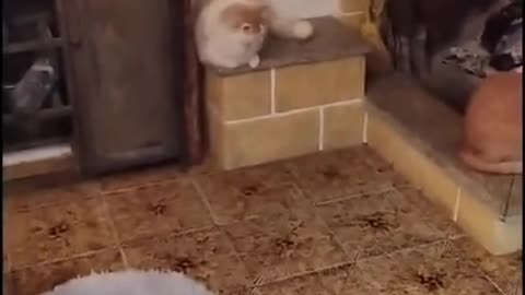 Cats meeting | Funny Cats videos | Funny Animals