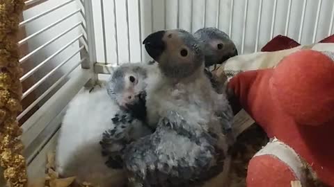 Grey Babies