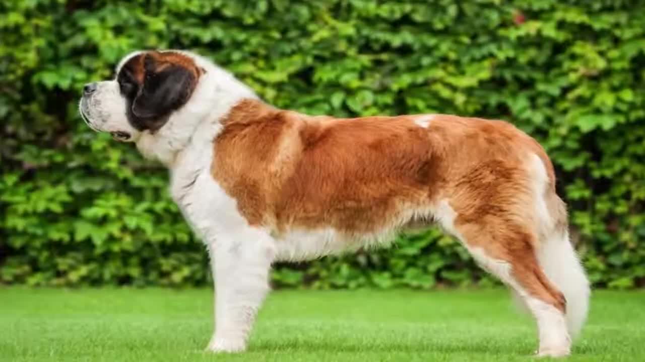 Largest Dogs In The World