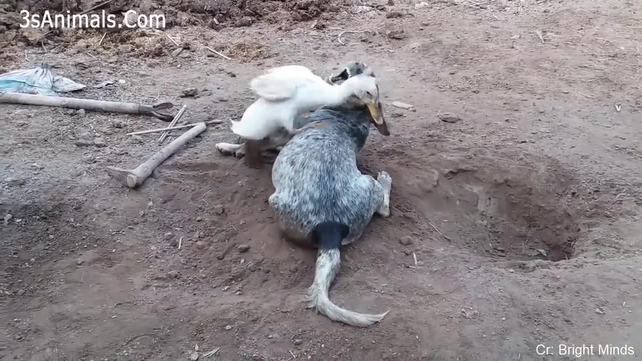 Funny Ducks and Dogs Playing Together 🦆Funny Babies and Pets ¥ € $ ¢