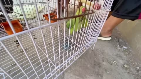 My Green Parrotp9