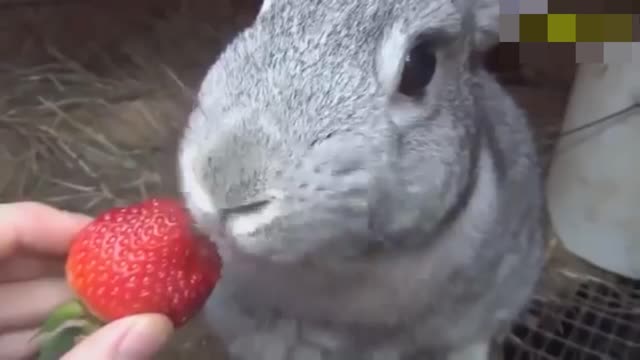 Funny Rabbit #8. It's a funny thing, though.