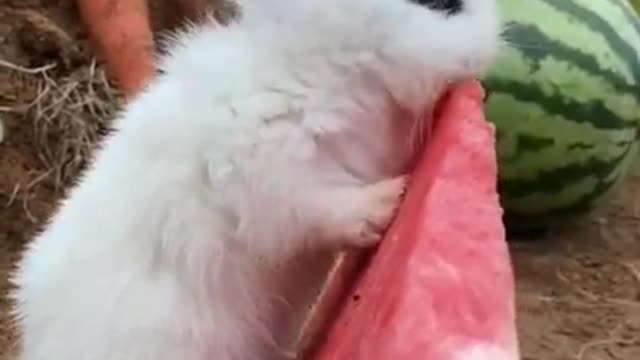 Snow white hare eats watermelon