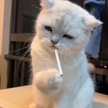 Cat smoking,white cats,funny cats,funny videos