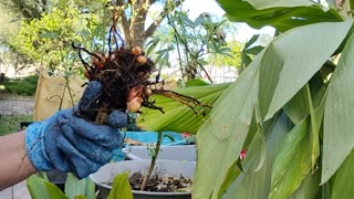 Harvesting Tumeric grown in totes 10 2024