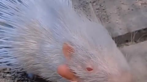 White porcupine