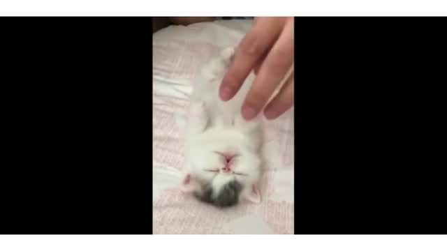 Funny cat and little baby cat