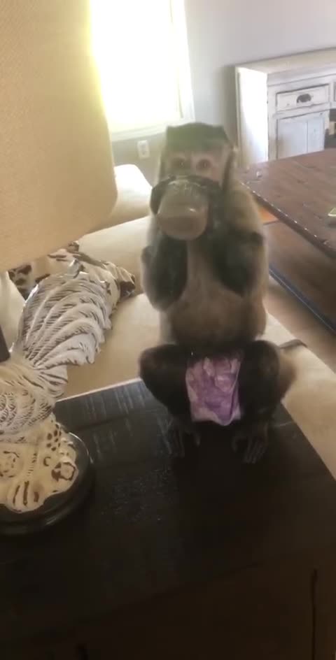 Moms cleaning kitchen so I’m hanging out in the livingroom! I’m almost 8 I’m a big girl right I had