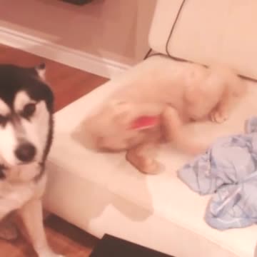 ¿Sabes cómo suena un zorro riéndose?