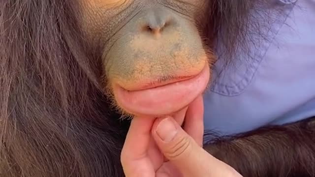 Orangutan with eye shadow