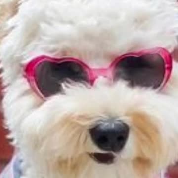 Peter Zeihan #peterzeihan