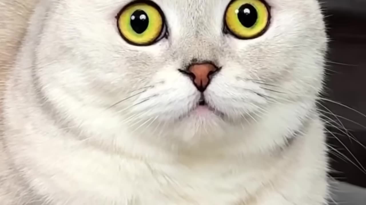 Cats funny videos amazing videos 🤪