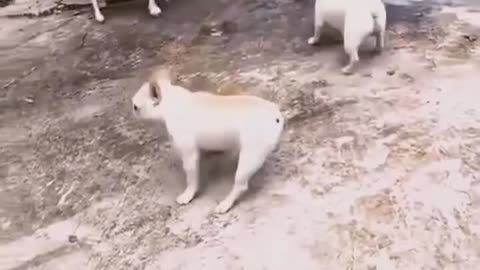 animal funny video