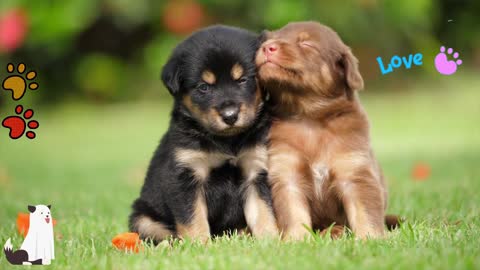 😍 CUTE PUPPIES ❤️🐶🐱❤️ #1