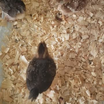 2 week old chicks