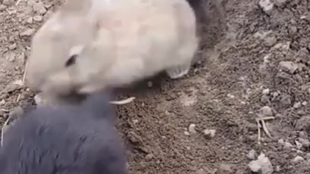 RABBIT, OMG Animals SOO Cute! AWW Cute baby animals, CUTEST moment of the Animal Planet